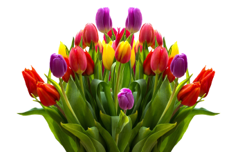 8. marca Dzień Kobiet!