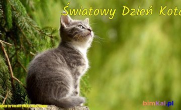 Światowy Dzień Kota