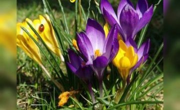 Przedszkolaki z Baśniowej Krainy obchodzą pierwszy dzień wiosny