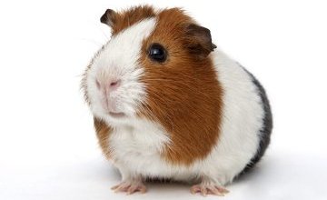 Ciekawe spotkanie pierwszego stopnia w grupie 6. latków A