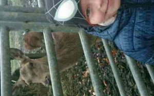 chłopiec przy zagrodzie sarny i jelenia