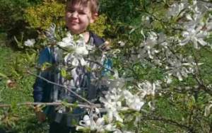 chłopiec stojący za drzewem magnolii kwitnącym na biało
