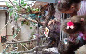 dzieci obserwują małpkę - lwiatkę złotogłową