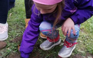 dziewczynka wróżowej czapce sadzi cebulkę żonkila w ziemi