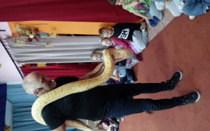 Pan Krystian idzie środkiem dywanu, prezentuje przewieszonego przez ramię żółto wybarwionego pytona tygrysiego