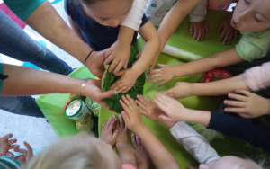 dzieci z zainteresowaniem poznają strukturę liścia włoskiej kapusty - dotykają