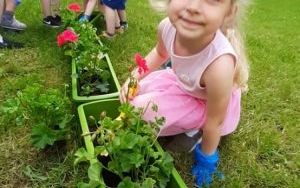 Dziewczynka w rękawiczkach ochronnych przykuca przy skrzynkach z sadzonymi pelorganiami