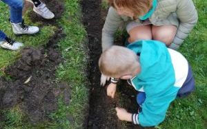 dziei z grupy starszaków sadzą cebulki żonkili w przedszkolnym ogrodzie (4)