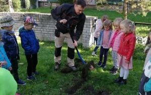 dziei z grupy starszaków sadzą cebulki żonkili w przedszkolnym ogrodzie (1)