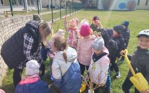 Dzieci pomagają  w sadzeniu krzewów porzeczek w ogrodzie przedszkolnym (1)