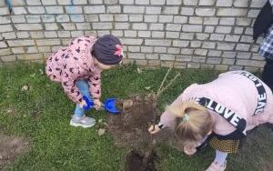Dzieci pomagają  w sadzeniu krzewów porzeczek w ogrodzie przedszkolnym (2)