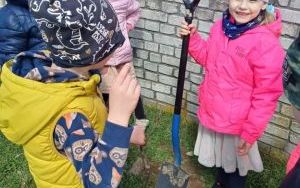 Dzieci pomagają  w sadzeniu krzewów porzeczek w ogrodzie przedszkolnym (6)
