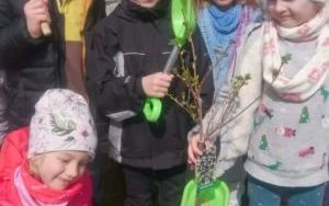 Dzieci pomagają  w sadzeniu krzewów porzeczek w ogrodzie przedszkolnym (7)