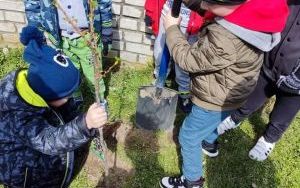 Dzieci pomagają  w sadzeniu krzewów porzeczek w ogrodzie przedszkolnym (9)
