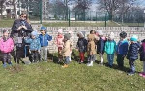 Dzieci pomagają  w sadzeniu krzewów porzeczek w ogrodzie przedszkolnym (11)