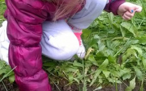 dziewczynka sadzi cebulkę żonkila